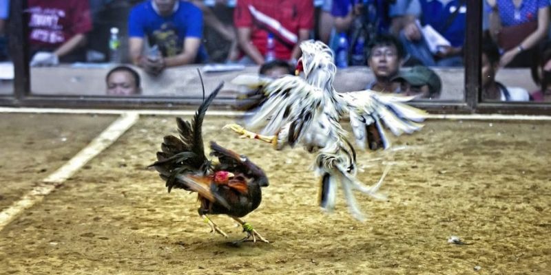 vietjack 7 qq88 bắn cá
