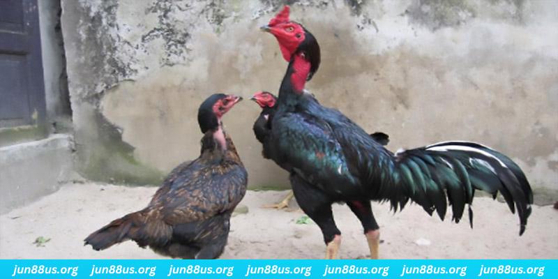 vietjack 7 casino hồ tràm có cho người việt vào không